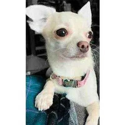 Pampered Pup Cotton Comfort Collar - Finnigan's Play Pen