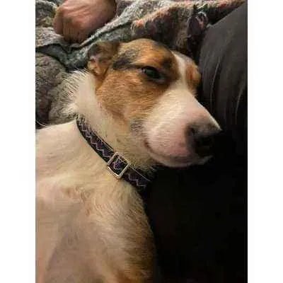 Pawfect Pup Personalised Cotton Collar - Finnigan's Play Pen