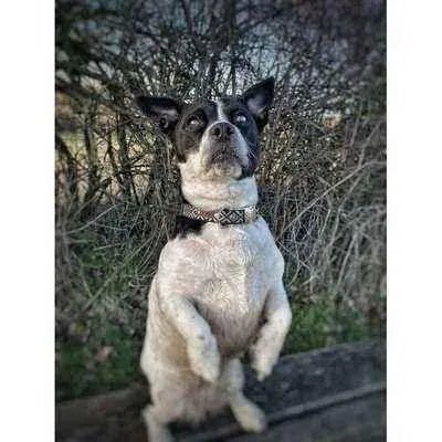 Personalised Cotton Dog Collar: Sapphire Elegance - Finnigan's Play Pen