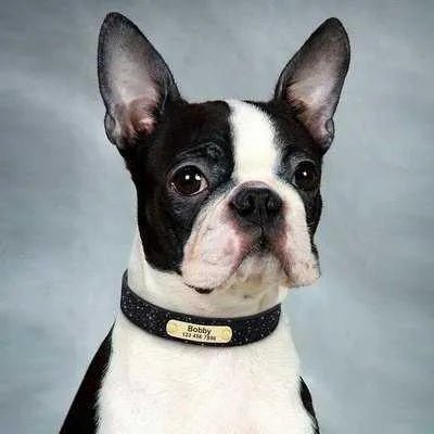 Personalised Sequin Sparkle Pet ID Collar - Finnigan's Play Pen