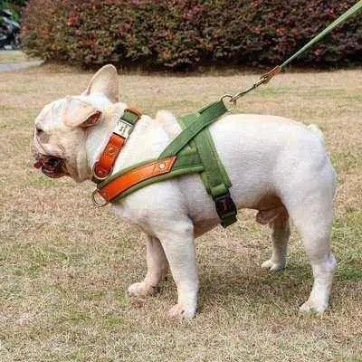 Posh Padded Dog Collar Set - Finnigan's Play Pen