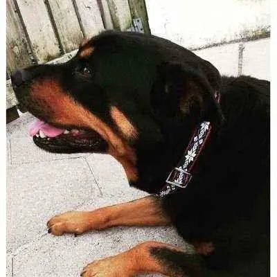 Regal Paws Personalised Large Dog Collar - Finnigan's Play Pen
