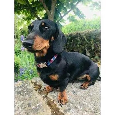 Regal Paws Petite Cotton Dog Collar - Finnigan's Play Pen