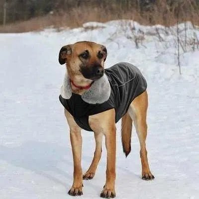 Royal Paws Winter Elegance Waterproof Dog Jacket - Finnigan's Play Pen