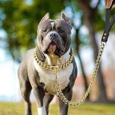 Stainless Steel Dog Chain Collar & Leash Set: Strength meets Style - Finnigan's Play Pen