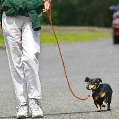 Stylish 4ft Rolled Leather Dog Leash š¾ - Finnigan's Play Pen