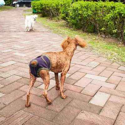 Soft Dog Diaper Pant Reusable Physiological Pants Washable Female Male Dogs Shorts Absorbent Pets Underwear Sanitary Panties