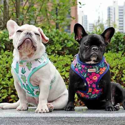 Cactus Cutie Mesh Dog Harness: Prickly Pup Fashionista