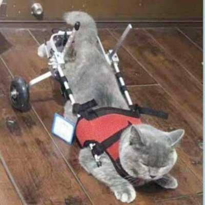 Cat Hind Limb Disability Stroller Cat Wheelchair Car Paralyzed Fracture Pet Hind Leg Spine Injury Rehabilitation Training Car - Finnigan's Play Pen