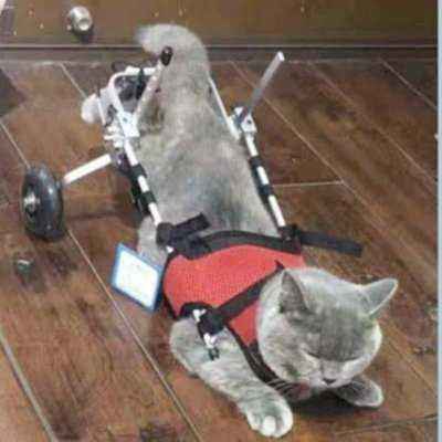 Regal Feline Chariot: Hind Leg Rehabilitation & Mobility