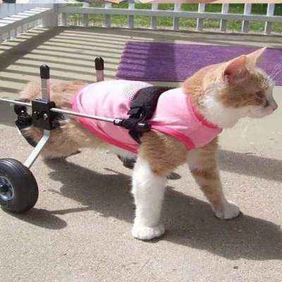 Cat Hind Limb Disability Stroller Cat Wheelchair Car Paralyzed Fracture Pet Hind Leg Spine Injury Rehabilitation Training Car - Finnigan's Play Pen