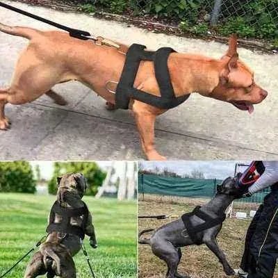 Luxury Weight Pulling Harness and Leash Set for Big and Strong Dogs