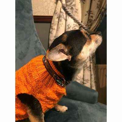 Regal Paws Handmade Designer Dog Collar for Small Breeds