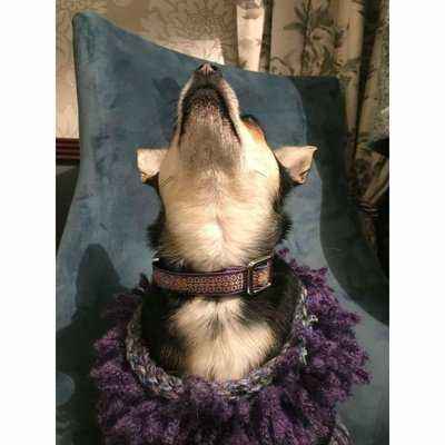 Luxury Cotton Elegance Dog Collars