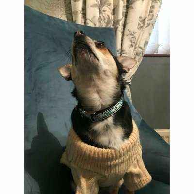 Adorned Essence Handmade Cotton Dog Collar for Small Breeds