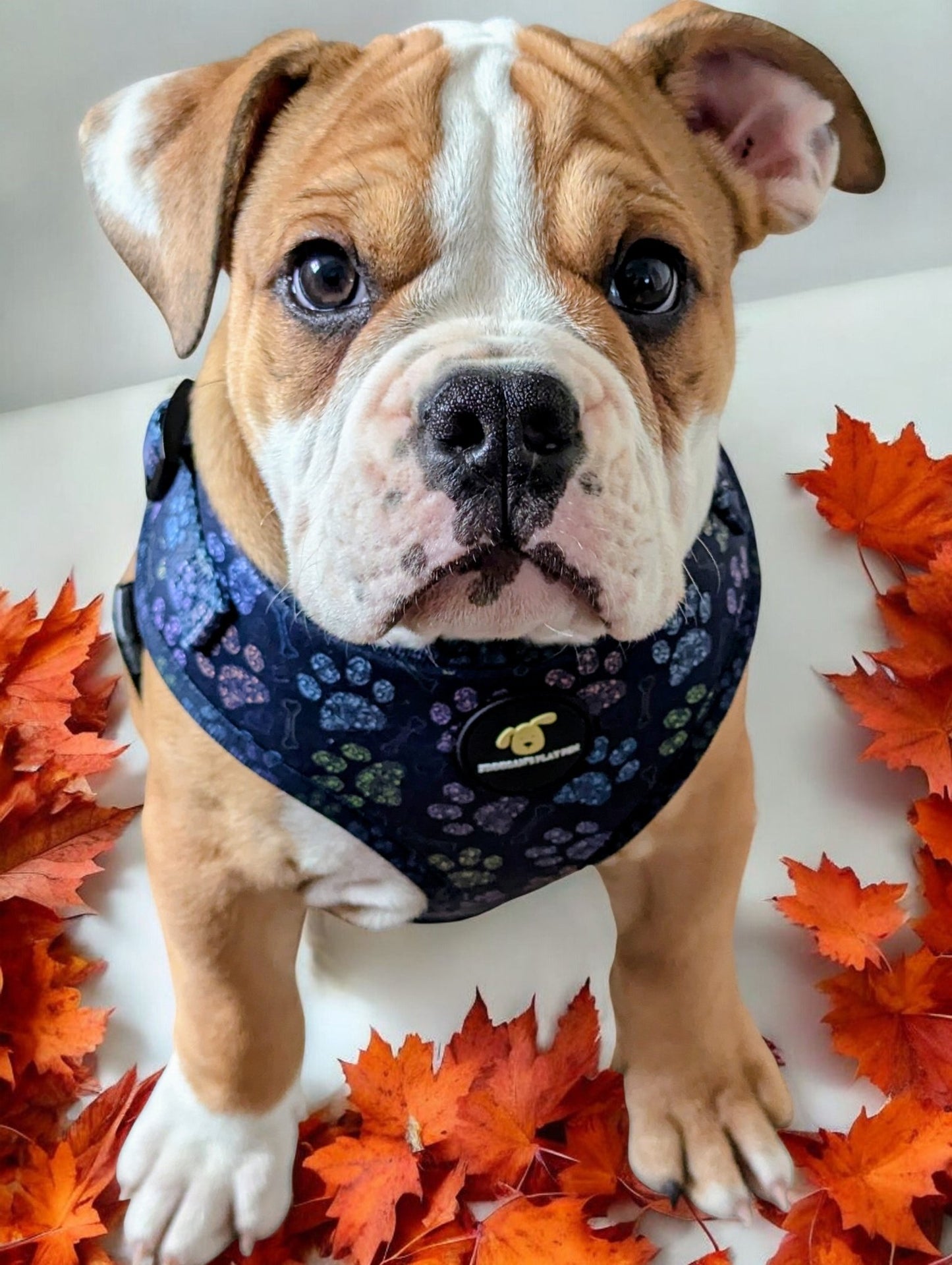 Finnigan's Stylish Paws Up Harness - Finnigan's Play Pen