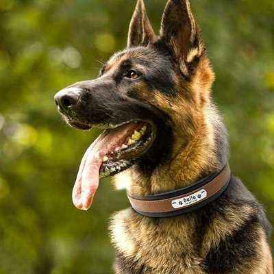 Leather Dog Collar Personalized Collar For Big Large Dogs Custom Engraved Nameplate Pet ID Tag Collars German Shepherd Pitbull - Finnigan's Play Pen